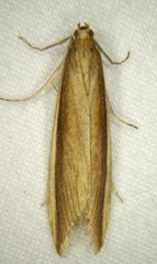Donacaula albicostellus
