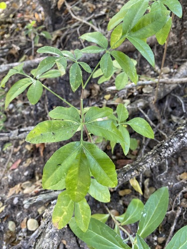 Heteromorpha arborescens image