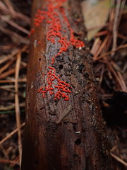 Willkommlangea reticulata