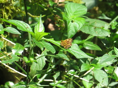 Metisella metis