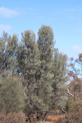 Casuarina pauper