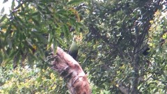 Tauraco corythaix phoebus