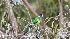 Barnardius zonarius semitorquatus