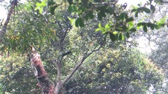 Tauraco corythaix phoebus