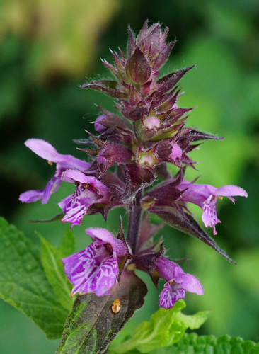 čistec močiarny (Stachys palustris)