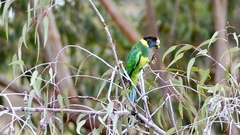 Barnardius zonarius semitorquatus