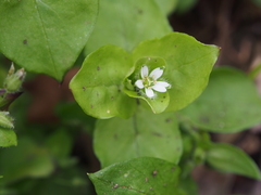 Stellaria neglecta