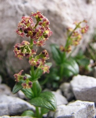 Valeriana elongata