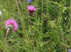 Carduus defloratus tridentinus