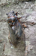 Tibicina quadrisignata