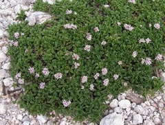 Valeriana supina