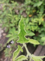 Solanum lyratum