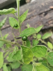 Solanum lyratum