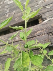Solanum lyratum