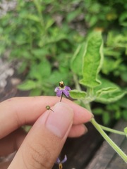 Solanum lyratum