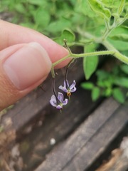Solanum lyratum