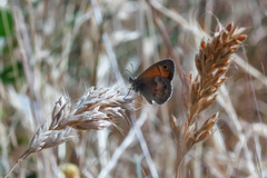 Coenonympha