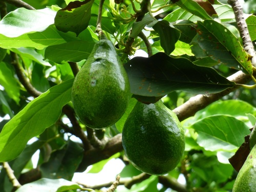 Avocado
