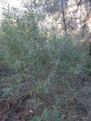 Acacia stricta