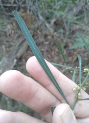 Acacia stricta