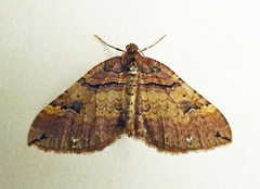 Earophila badiata