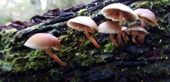 Mycena kuurkacea