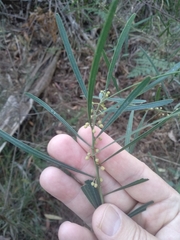 Acacia stricta
