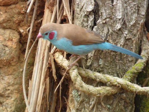 Red-cheeked Cordonbleu