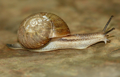 Image of Afrorhytida trimeni