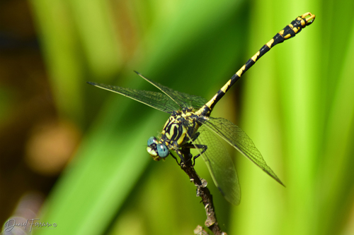 Large Pincertail