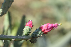 Opuntia cochenillifera