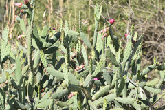 Opuntia cochenillifera