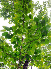 Neolamarckia cadamba