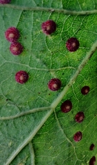 Anthocoptini