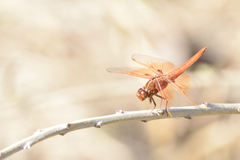 Libellula saturata
