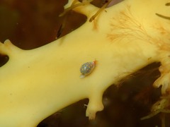 Cystiscus obesulus