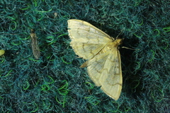 Paratalanta hyalinalis