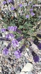 Phacelia crenulata