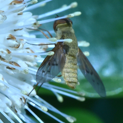 Chrysanthrax edititius