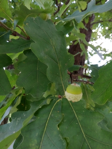 Paprastasis ąžuolas nuotrauka