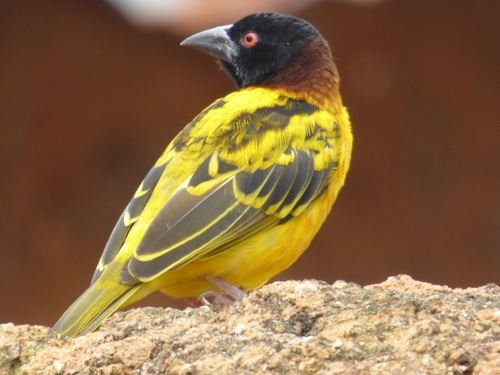 Village Weaver