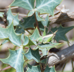 Pediodectes haldemanii
