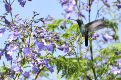 Cynanthus latirostris