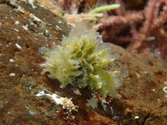 Polybranchia pallens