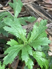 Trachymene composita composita