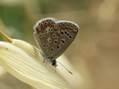 Polyommatus celina
