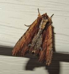 Apamea verbascoides