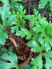 Trachymene composita composita