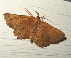 Euchlaena johnsonaria