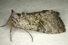 Syngrapha viridisigma